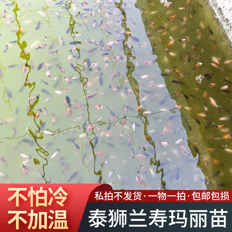 泰狮兰寿玛丽鱼苗