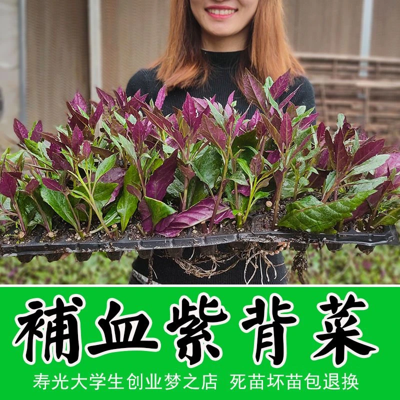 紫背菜种子苗子观音菜苗血皮菜种籽紫背天葵红军菜蔬山东紫根韭菜