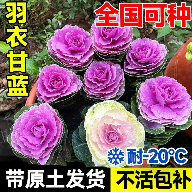 羽衣甘蓝盆栽大苗室内外老桩耐寒可食用冬天花卉四季观赏冬季玫瑰