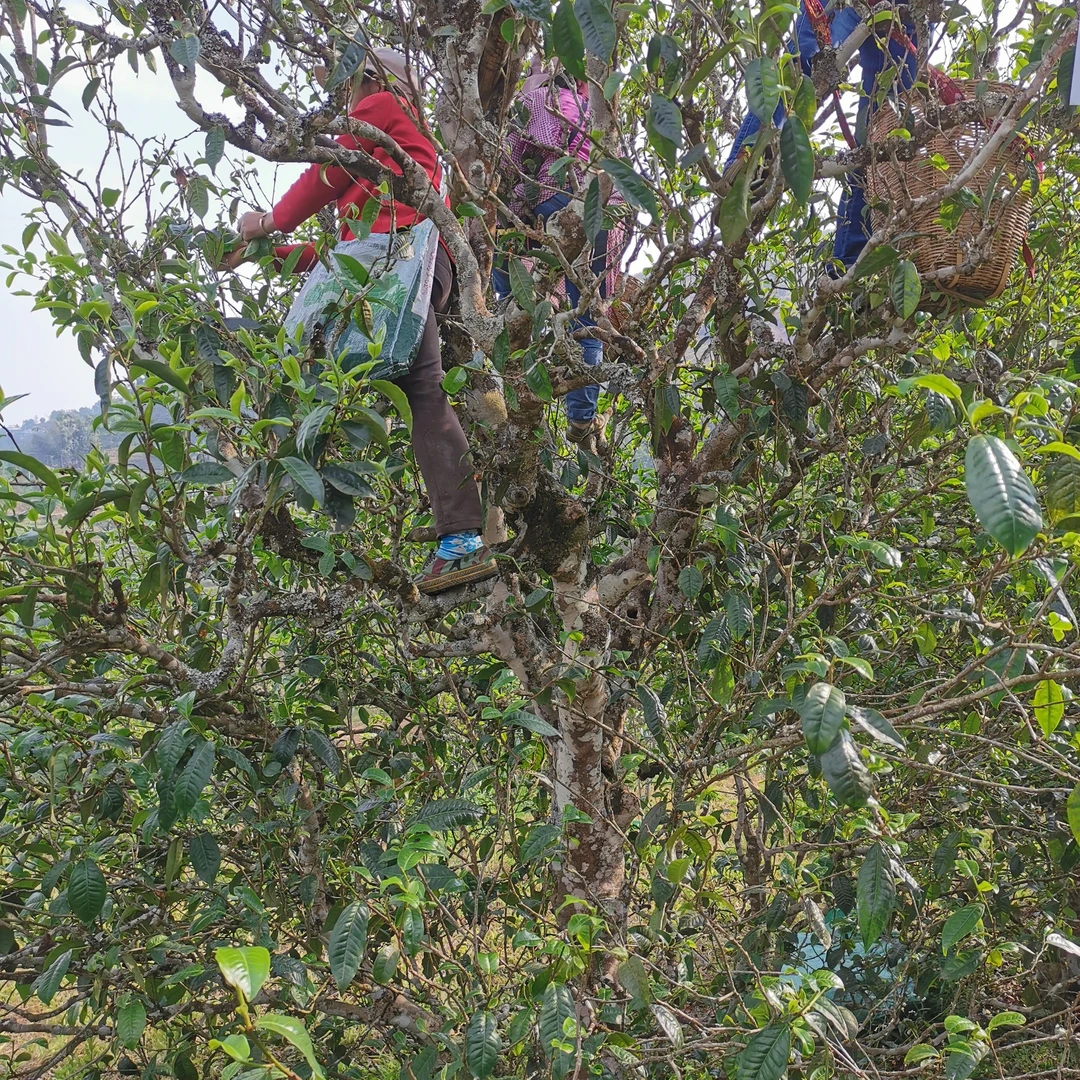 【开播福利、昔归茶区】昔归头春古树小龙珠生茶花蜜香