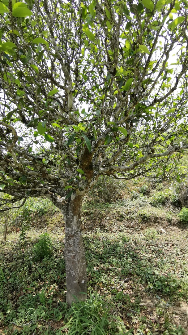 【新茶上市】【昔归茶区】2024头春古树茶纯料散茶