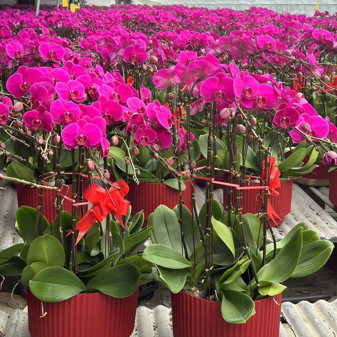 【精品•大辣椒】京东 T级大辣椒 保8-12花（叶子有裂不属于售后范畴）
