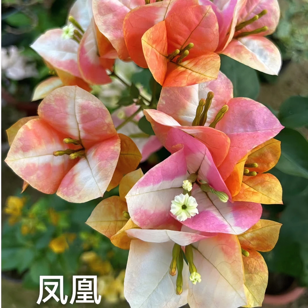 三角梅一物一拍以直播间实物准确