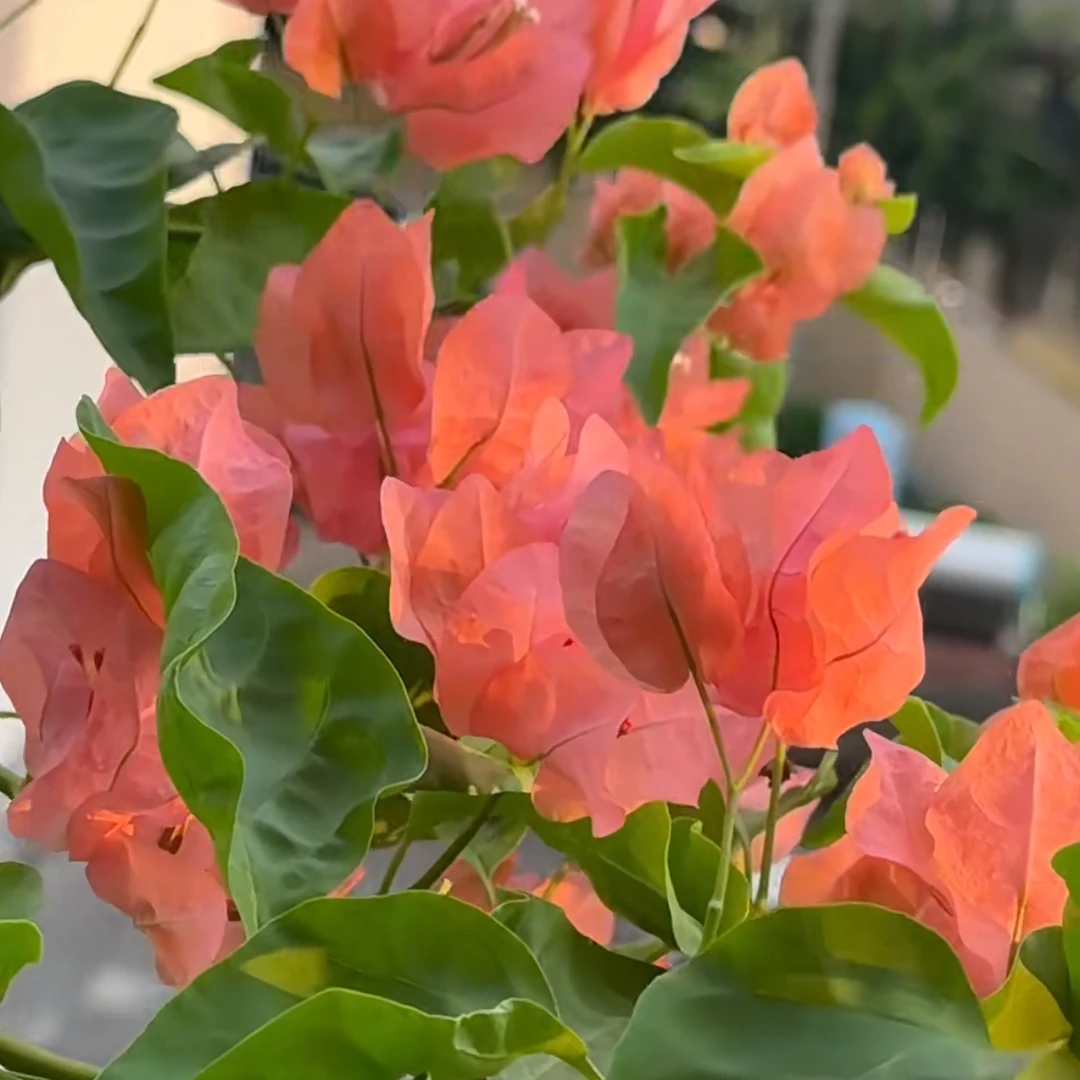 原生盲盒老庄三角梅随机发一颗