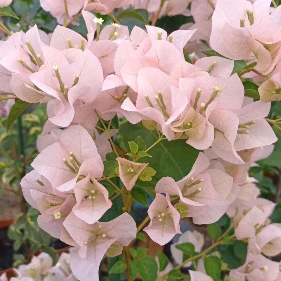 （盲盒）原生老桩三角梅随机发