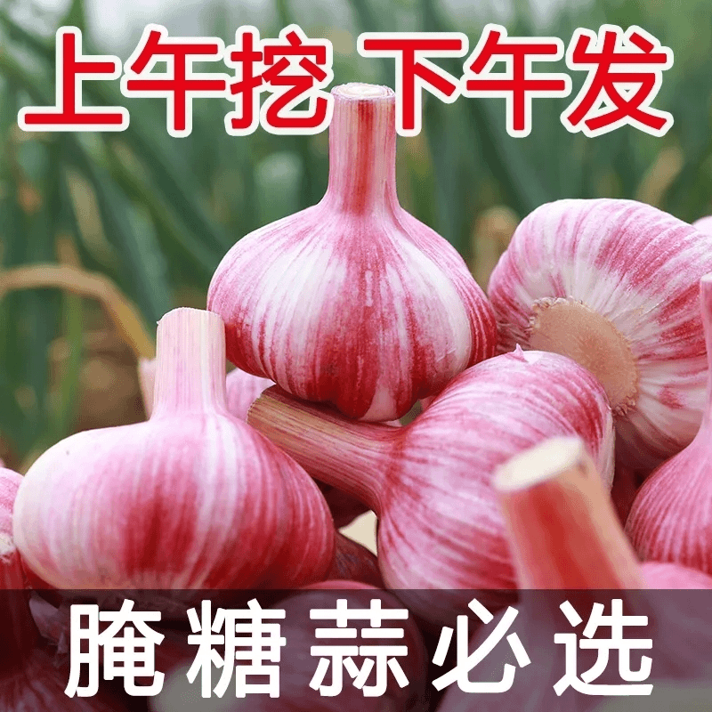 大蒜湿蒜5斤鲜蒜大蒜头腌制糖醋蒜现挖现发2斤/3斤新蒜