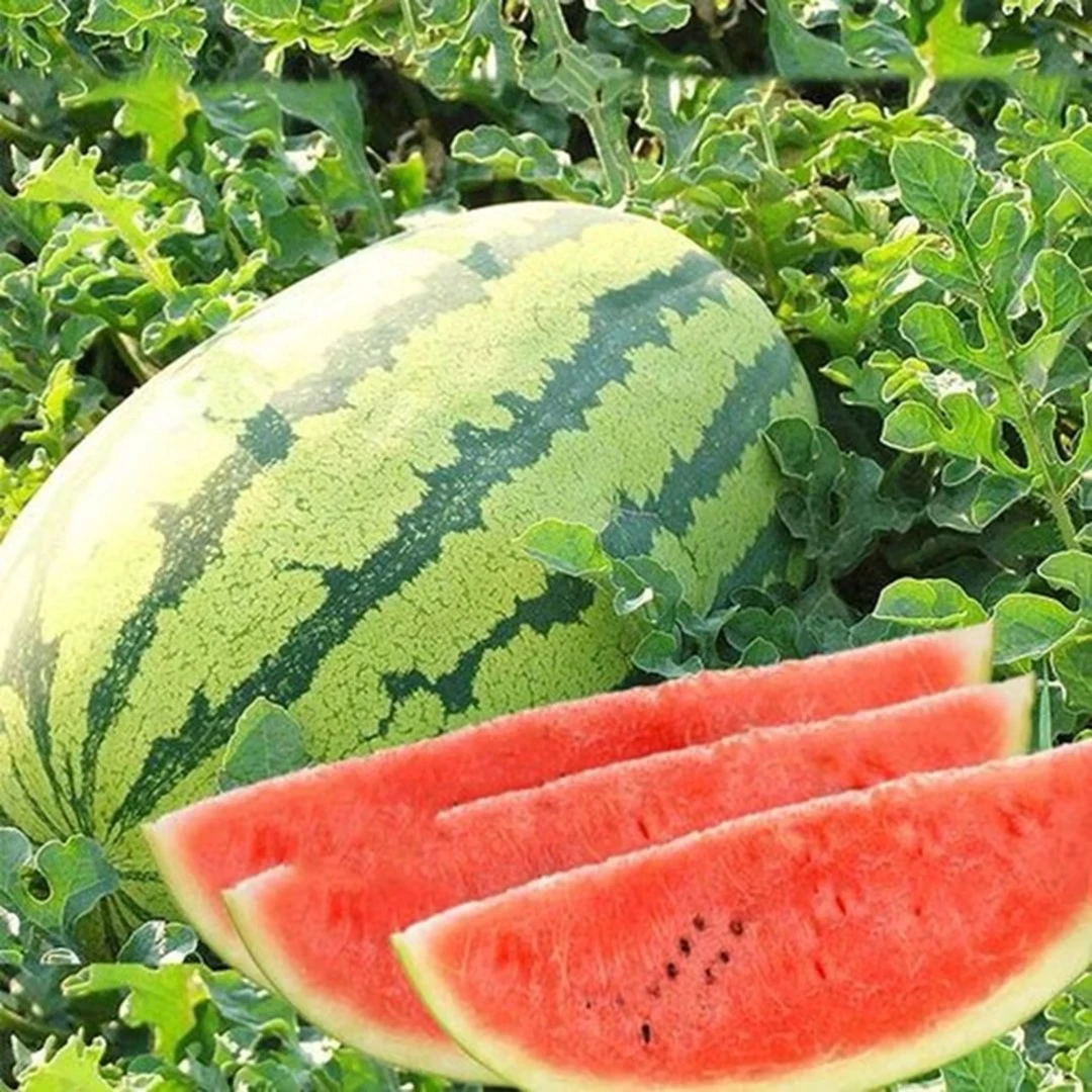 宁夏石头西瓜半个（10斤以上，只多不少）