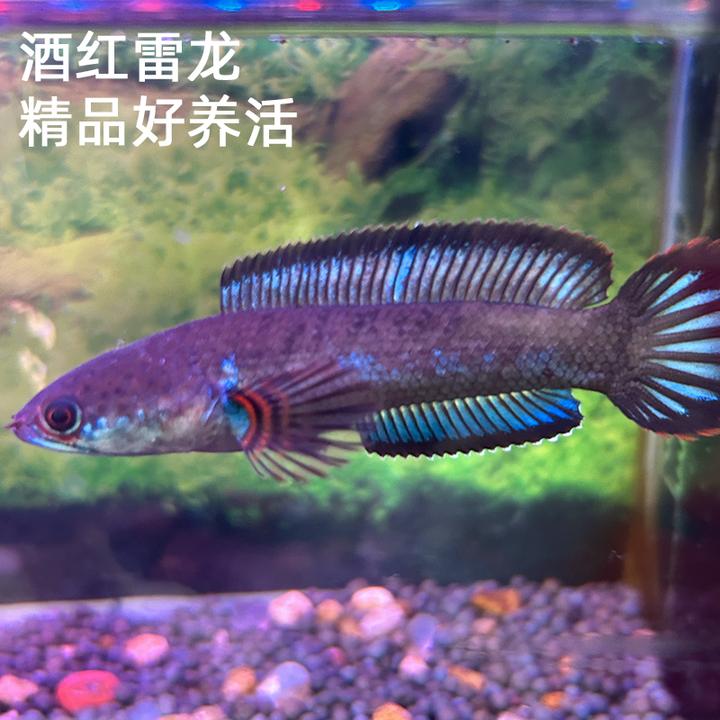 酒红雷龙 雷龙鱼苗大型雷龙鱼眼镜蛇雷龙鱼好养