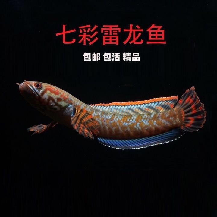 七彩雷龙 雷龙鱼 小型雷龙 眼镜蛇 卡片 好养 吃颗粒型饲料
