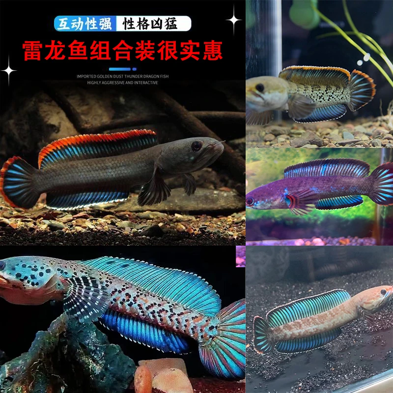 酒红 奶茶 幻蓝 火背 鬼王 雷龙鱼 眼镜蛇 卡片 吃颗粒型饲料组合