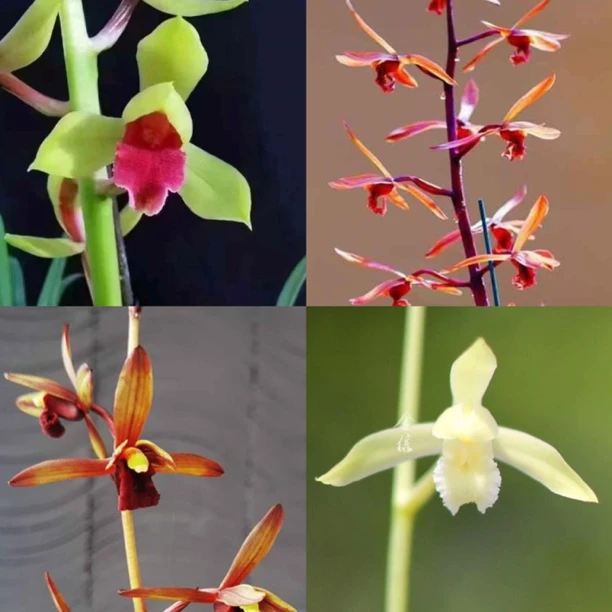 老种兰花直播间一物一拍《请勿乱拍》