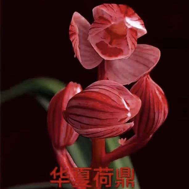 莲瓣宽叶铭品（华夏荷鼎）兰花