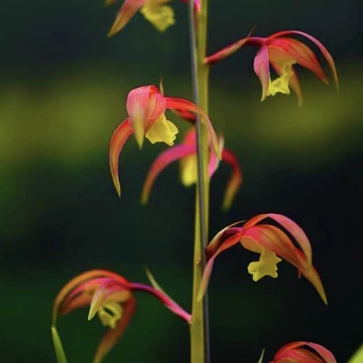 蕙兰《谈氏彩虹素》兰花浓香型