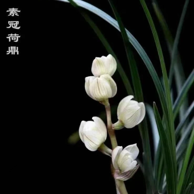 莲瓣兰铭品【素冠荷鼎】