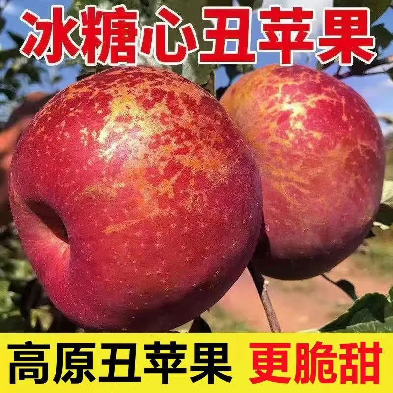 【盐源丑苹果】正四川盐源丑苹果现摘现发新鲜应季水果糖心随机