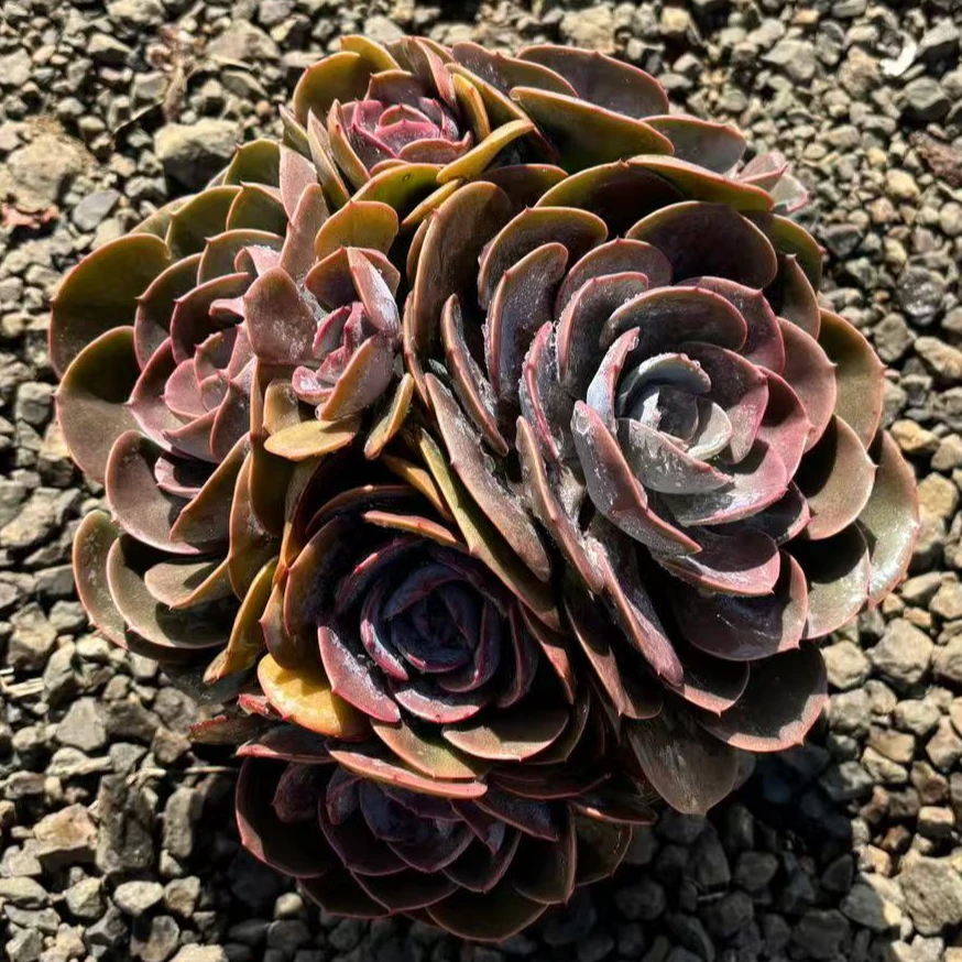 尘埃玫瑰多肉植物精选稀有品种
