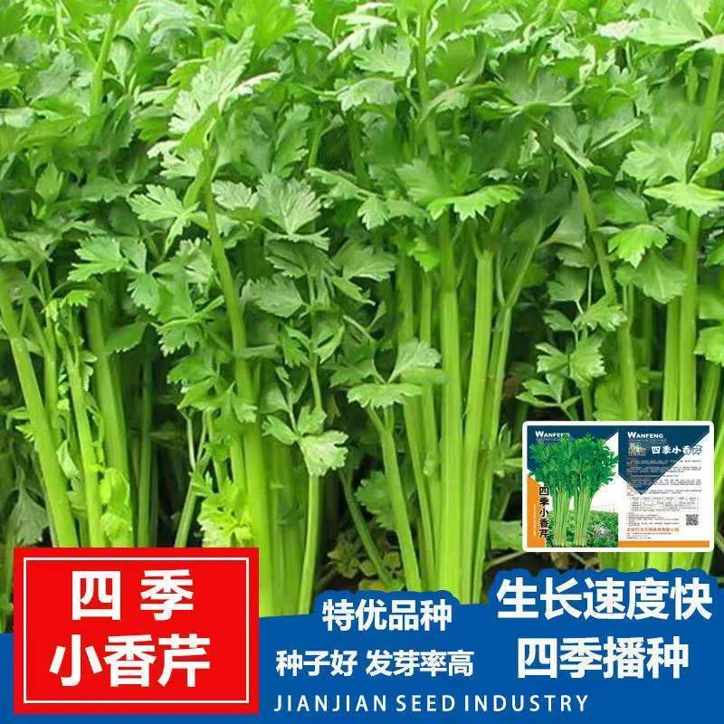 5【全店满5元包邮】四季小香芹菜种子