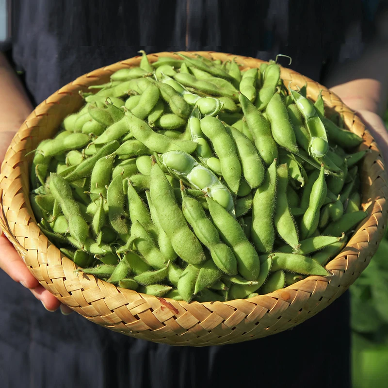 顺丰快递加冰袋发货2025年新鲜毛豆3斤5斤包邮