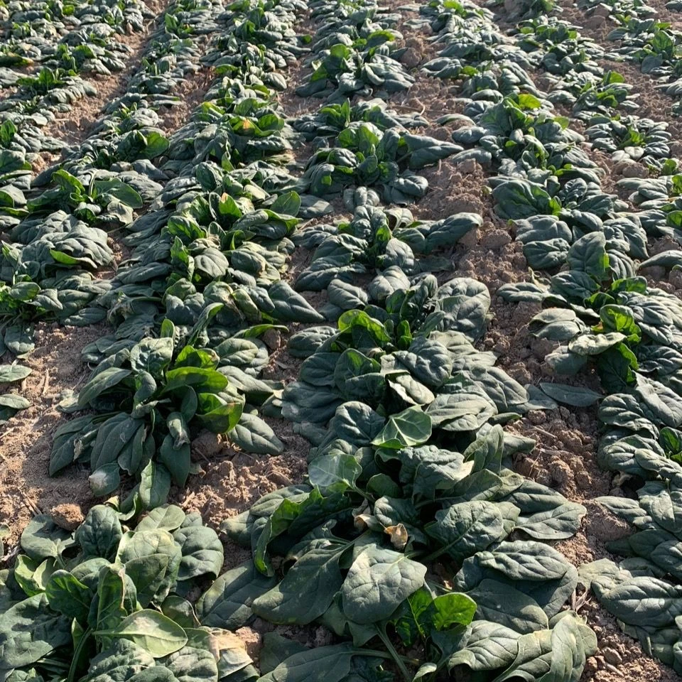 河南趴地菠菜新鲜矮脚菠菜红根菠菜现挖现发