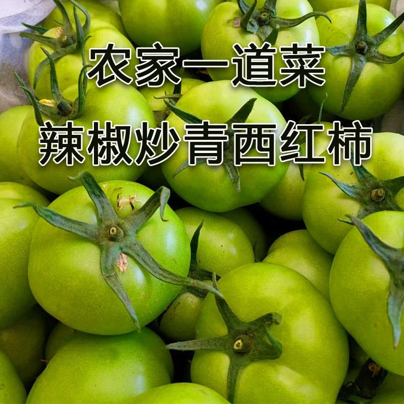 青西红柿番茄农家自种炒菜好吃