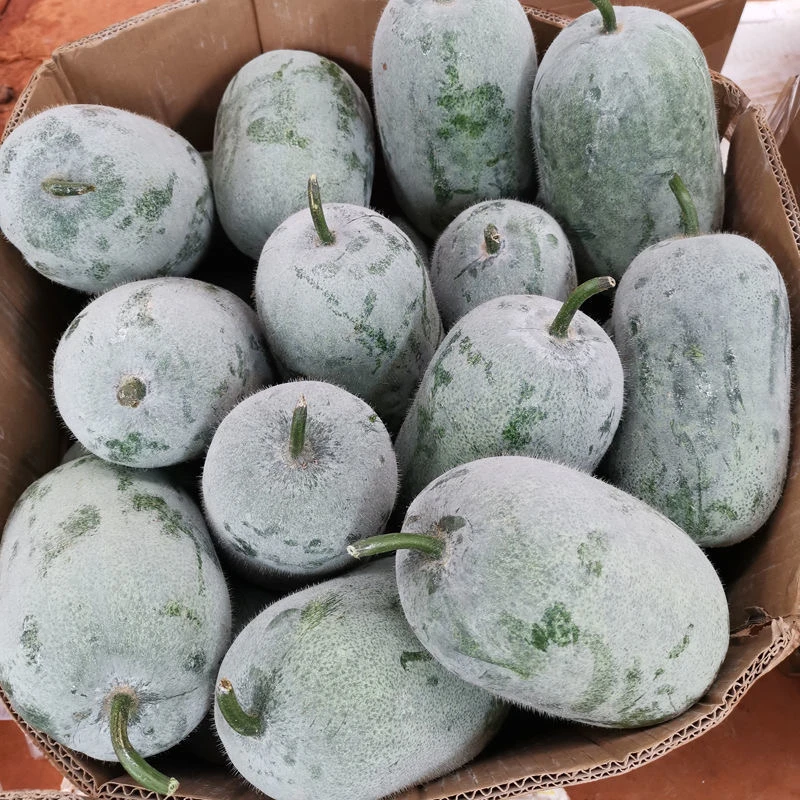 河南现摘农家自种迷你水果小冬瓜白冬瓜挂霜毛冬瓜新鲜蔬菜