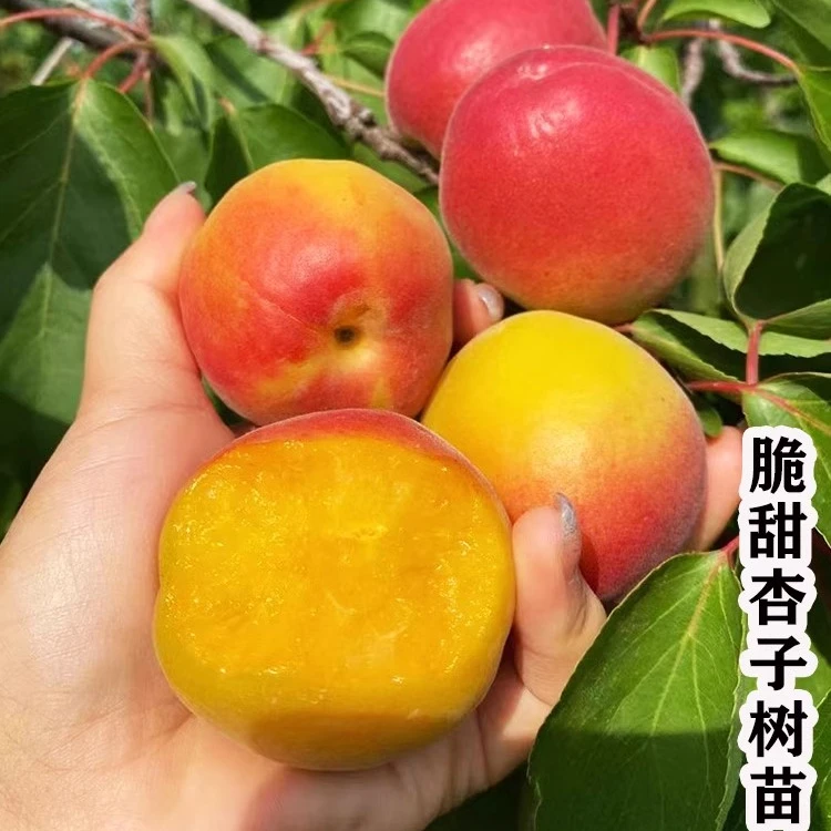 杏树活苗嫁接南北方种植特大凯特巨蜜王帝王甜杏当年结果杏子树苗
