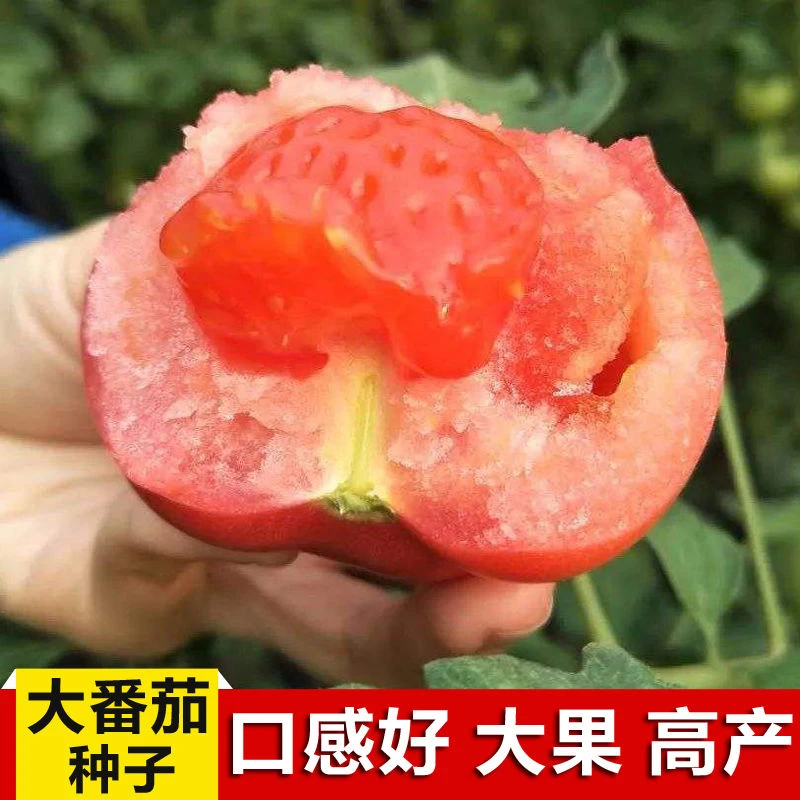 大红168番茄种子品种粉红色沙瓤西红柿种子高产阳台盆栽蔬菜种籽