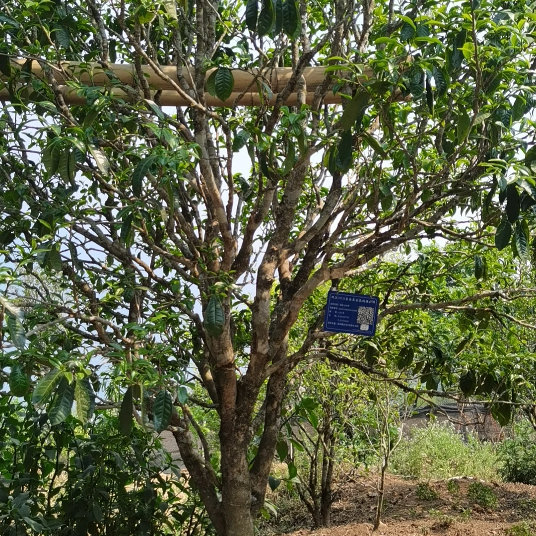 2025冰岛地界古树春茶散茶