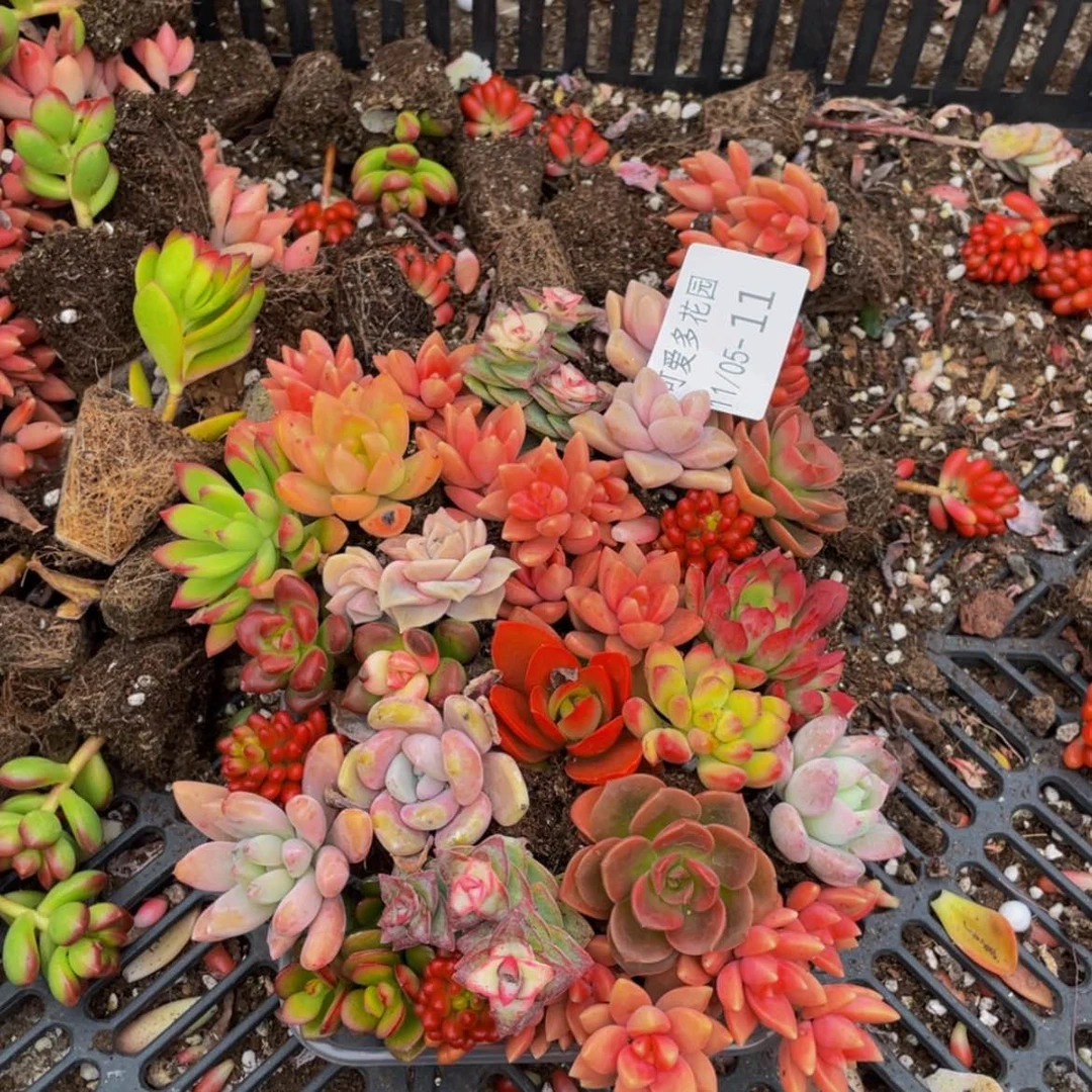 【闪购商品】红陶11号2-3厘米一物一拍