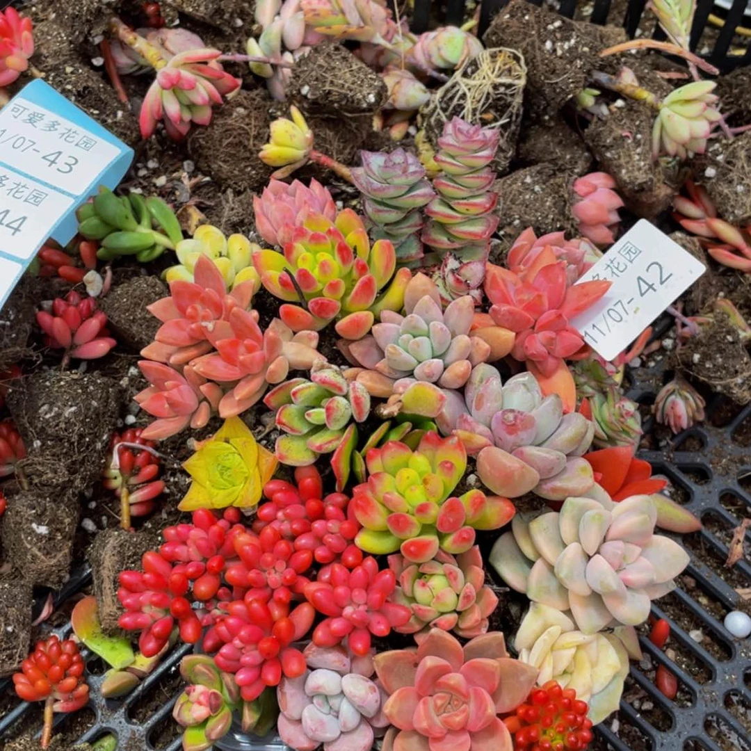 【闪购商品】红陶42号2-3厘米一物一拍