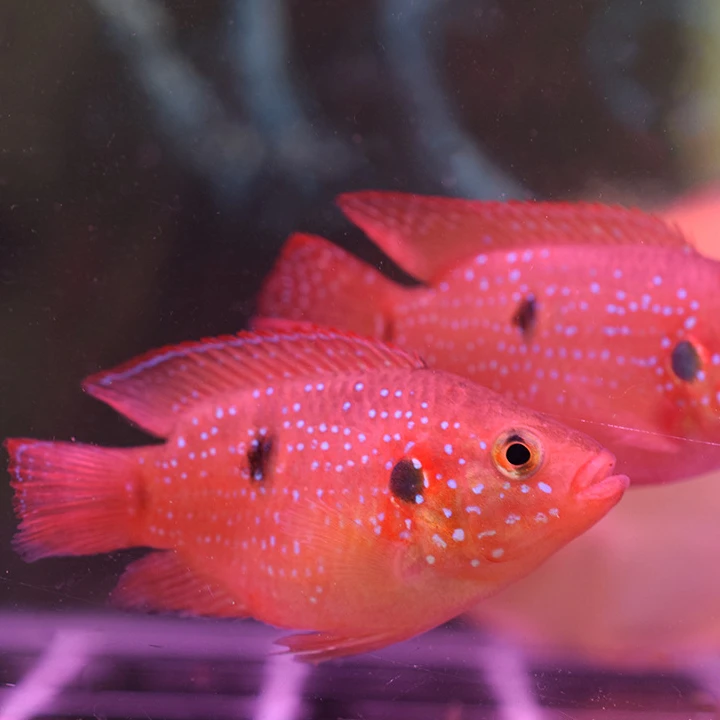 红宝石鱼观赏鱼血钻鱼非洲三湖慈鲷鱼热带鱼淡水鱼水族宠物活体鱼