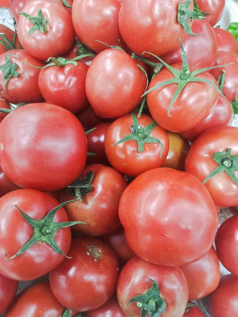 西红柿净重500克新鲜番茄同城配