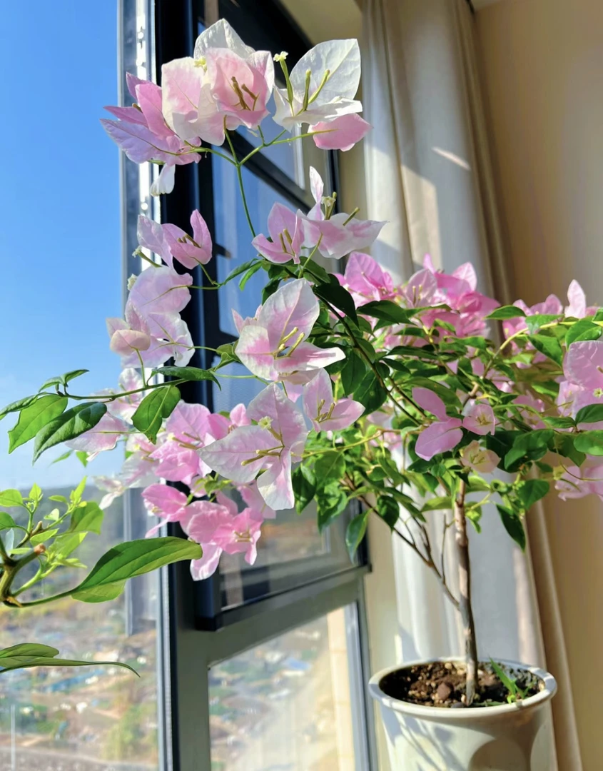 广红樱1苗8.8米(花花蝴蝶)三角梅四季开花百变花蝴蝶经典花色基地