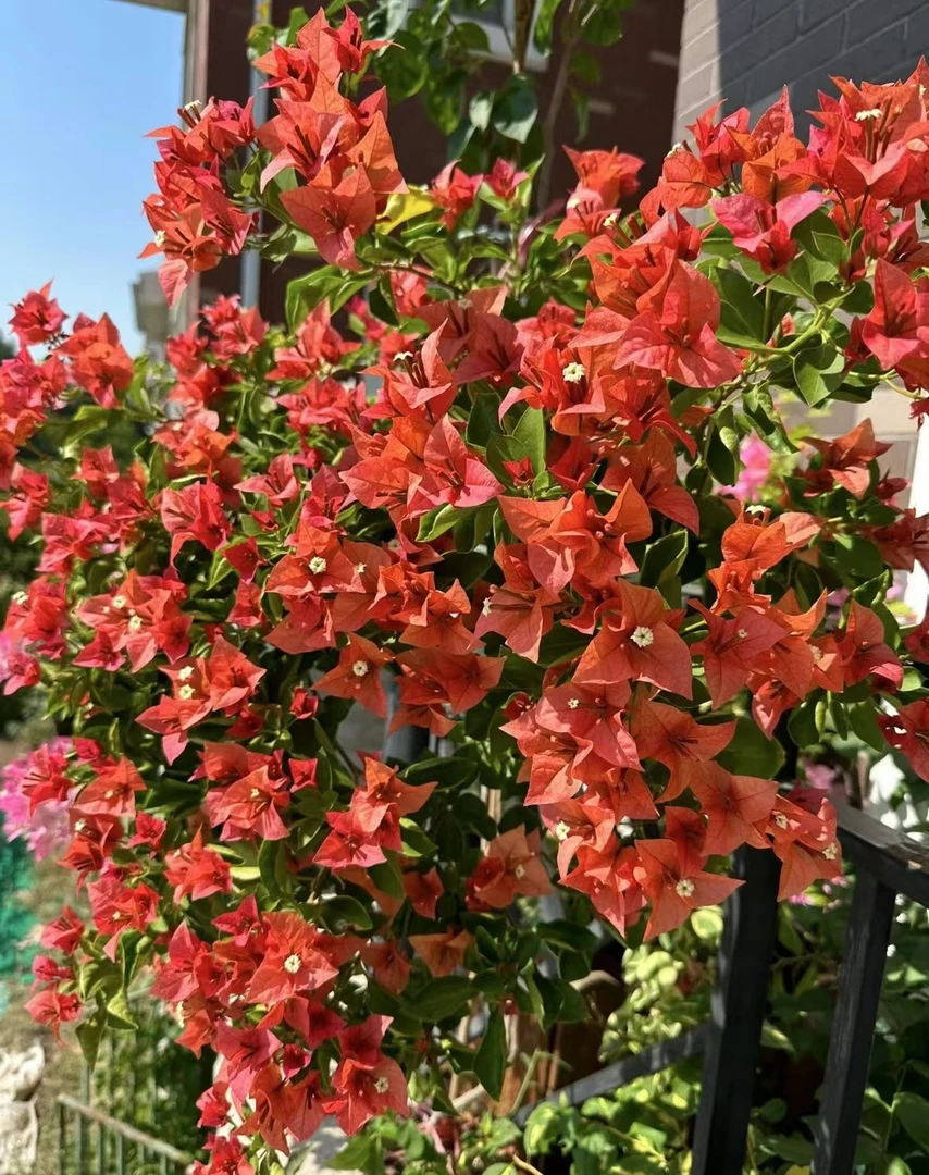 佩德罗1苗13.8米（稀有花色复古红三角梅四季开花爬藤不含盆不带花