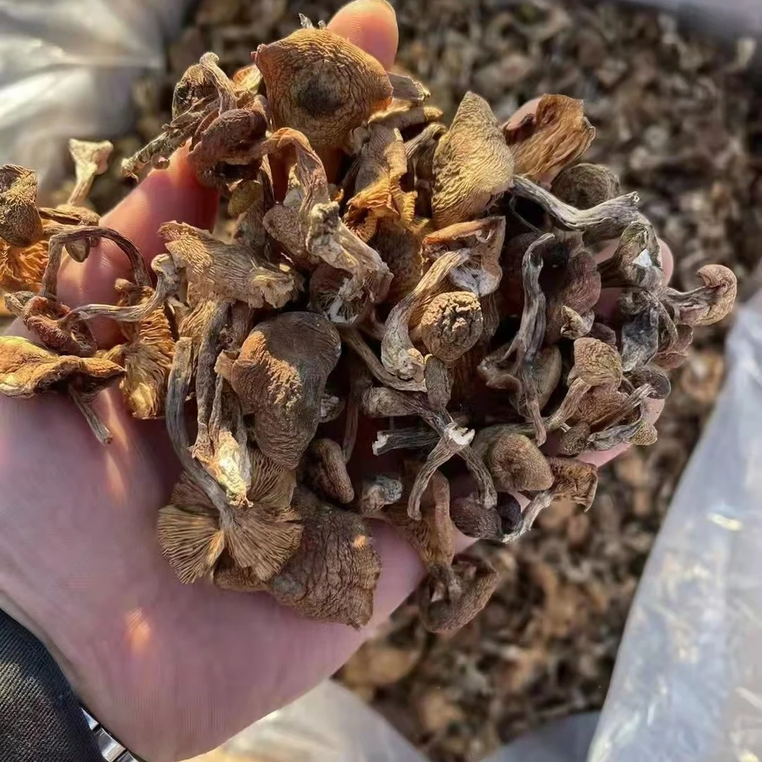 长白山特产   榛蘑    500克