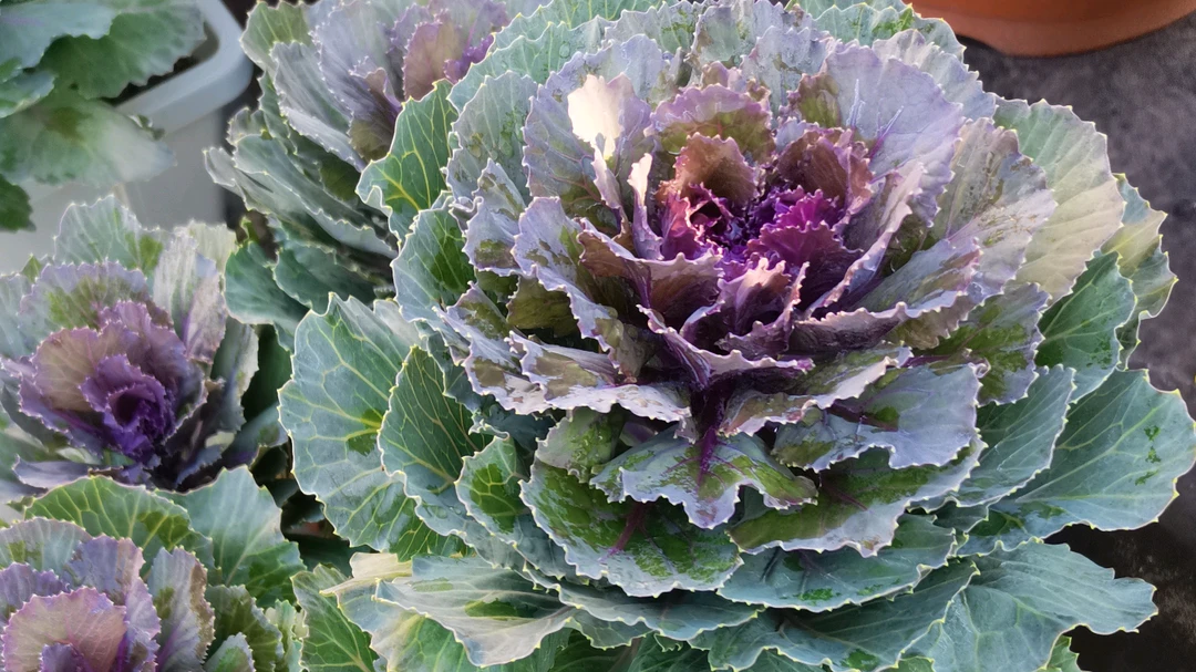 羽衣甘蓝老桩不售后