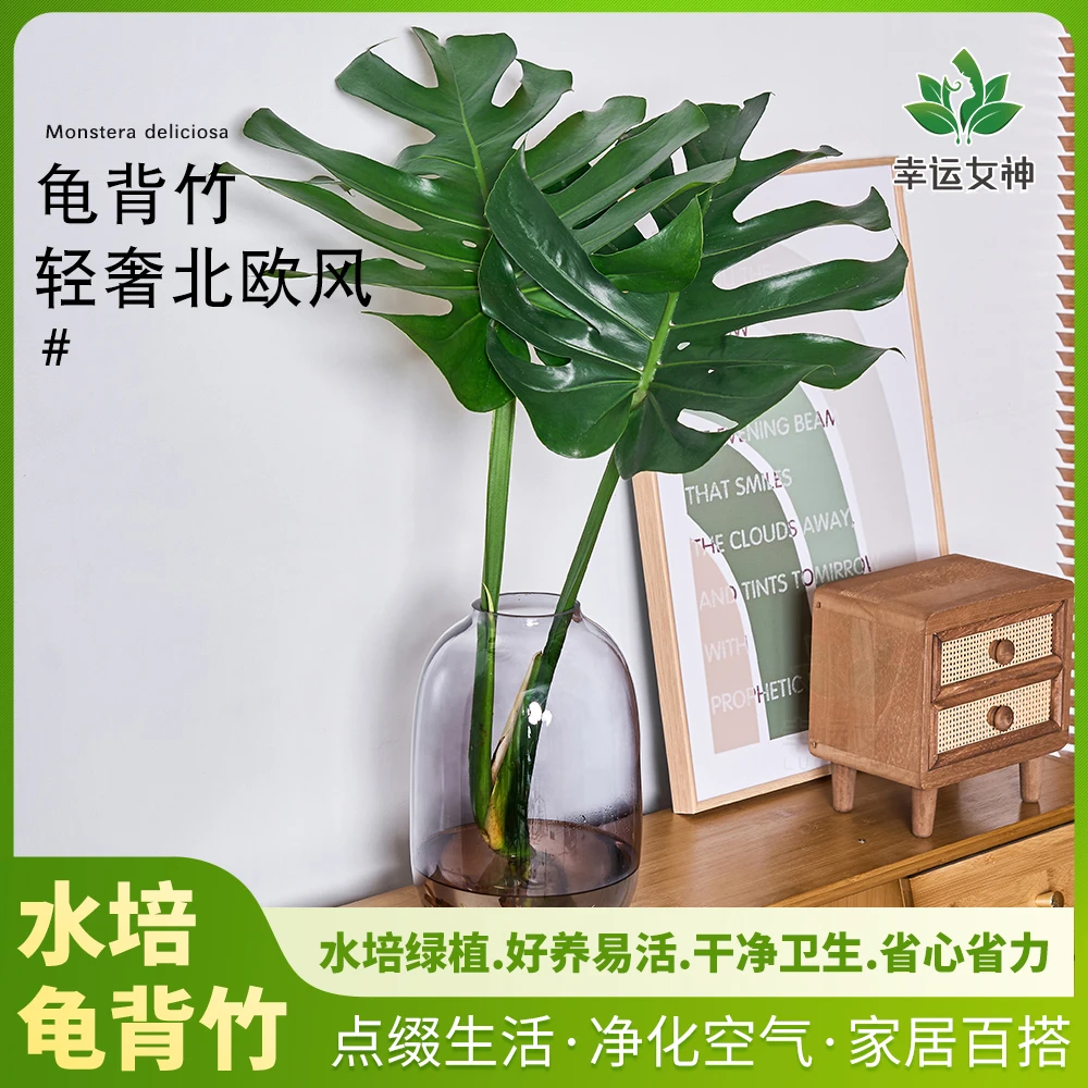 水培龟背竹植物素雅绿植易活美观水培花卉美化素雅植物清新雅致