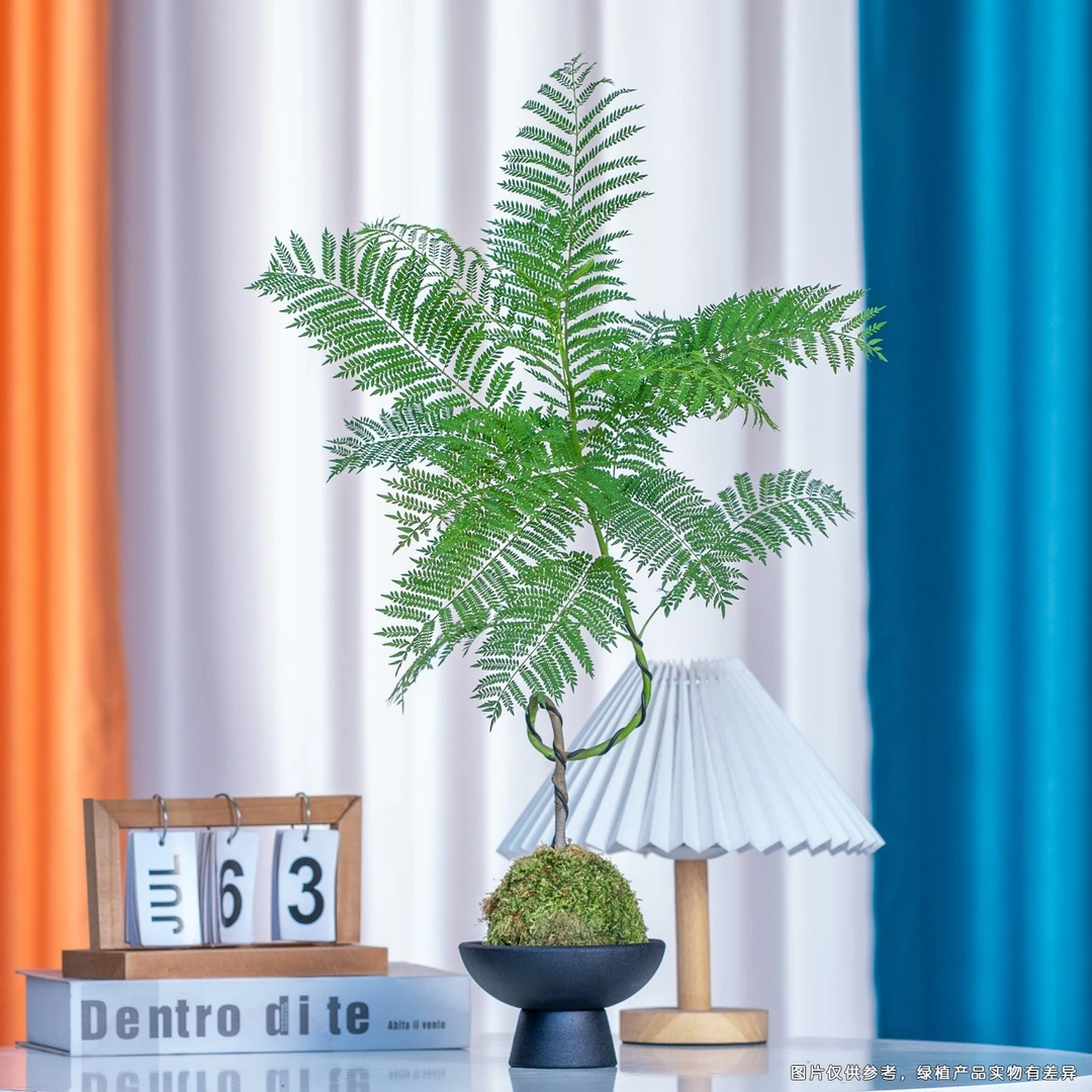 蓝花楹苔藓球水培盆托造型植物室内办公室绿植净化空气花卉摆件