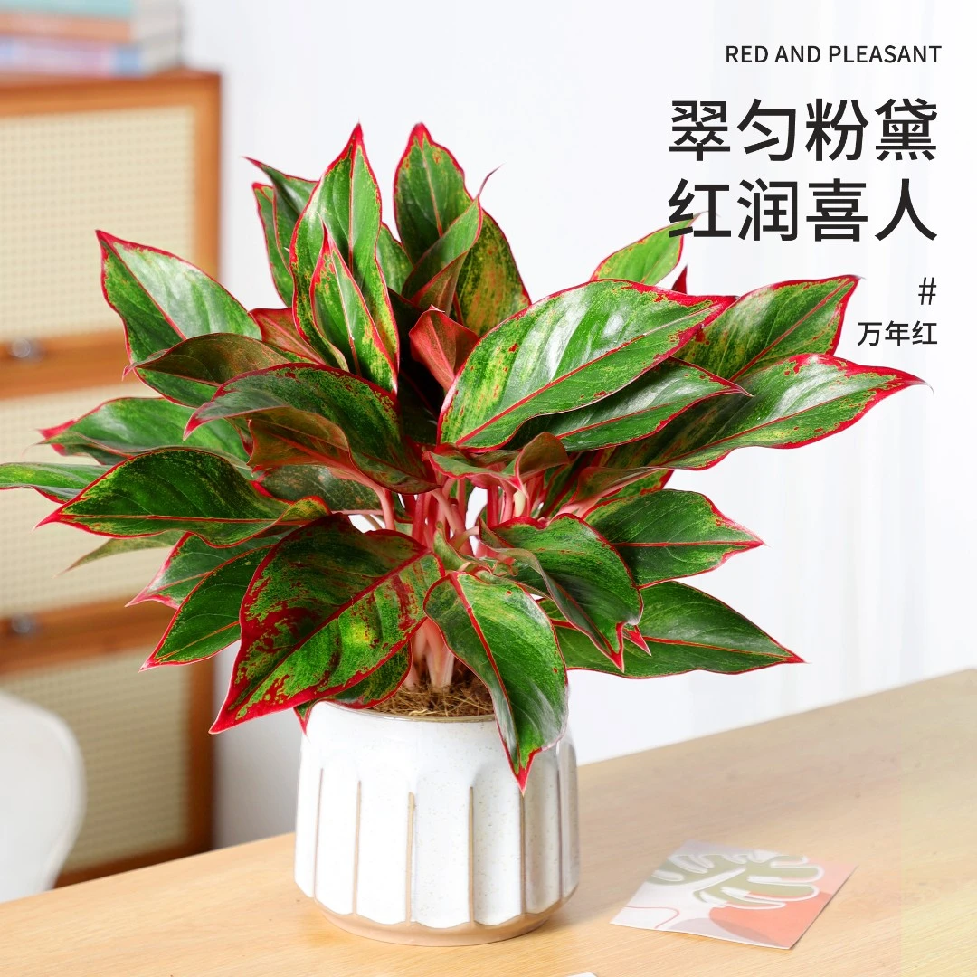 万年红盆栽绿植物室内如意皇后观叶四季好养优雅易活净化空气观赏
