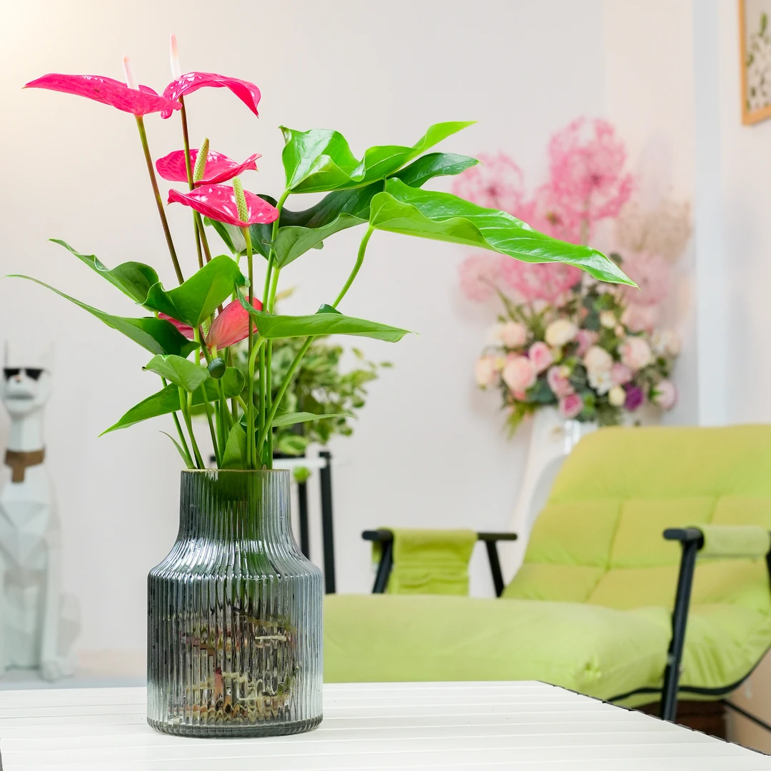 红掌盆栽鸿运当头美观室内绿植前台花卉新手养护懒人发货红掌