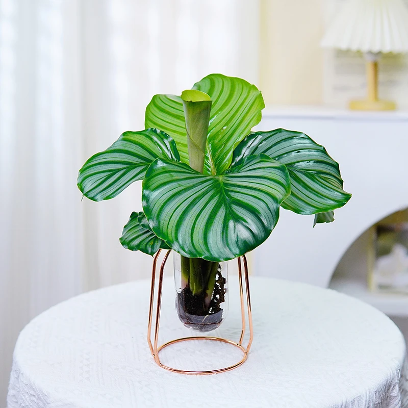 青苹果竹芋水培盆栽室内客厅前台绿植美观四季耐阴植物稀有大叶花