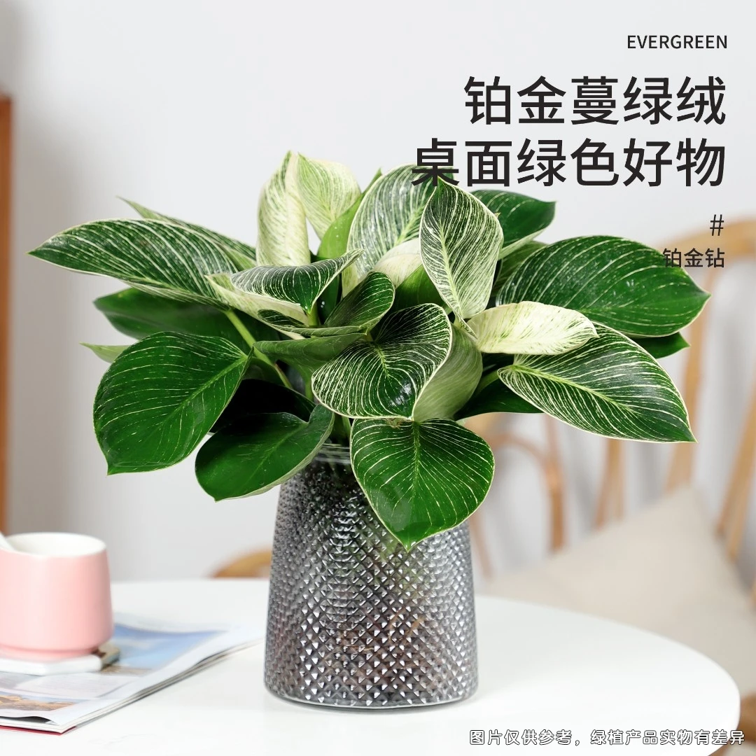 水培铂金钻绿植美好客厅好养植物网红精致净化空气懒人盆寓意清新