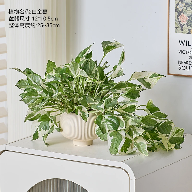 白金葛长藤雪花葛花叶绿萝盆栽好养办公室内桌面吸甲醛垂吊绿植物