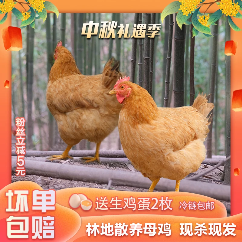 临安林地跑鸡全粮生态散养母鸡新鲜现杀现发肉鲜美包邮净重2斤4两