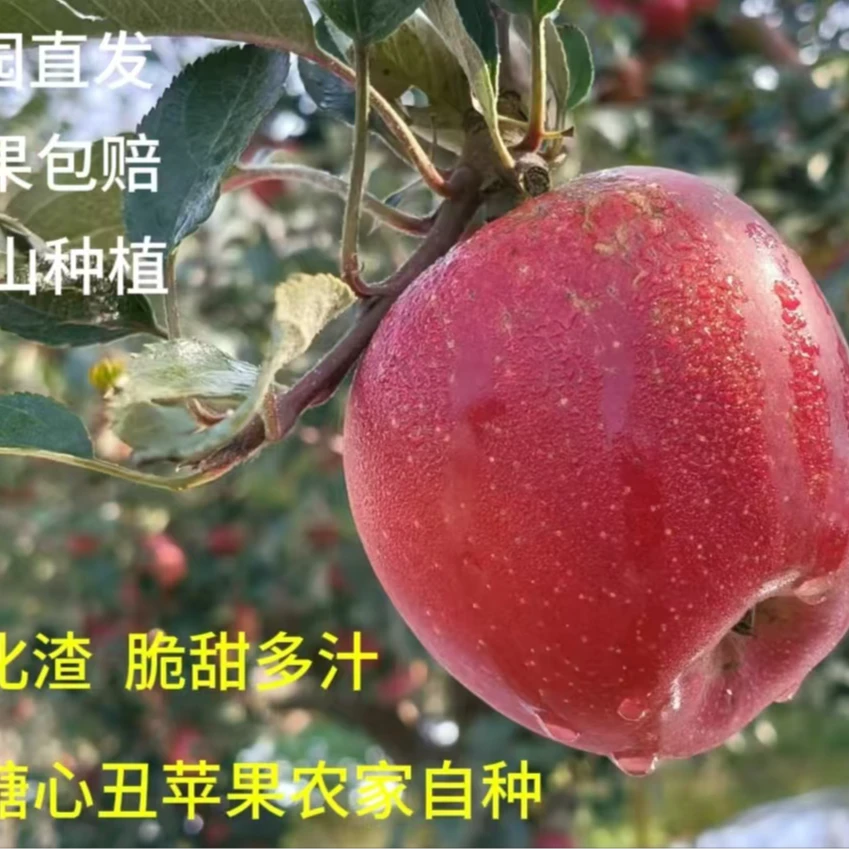 昭通糖心丑苹果果香四溢
