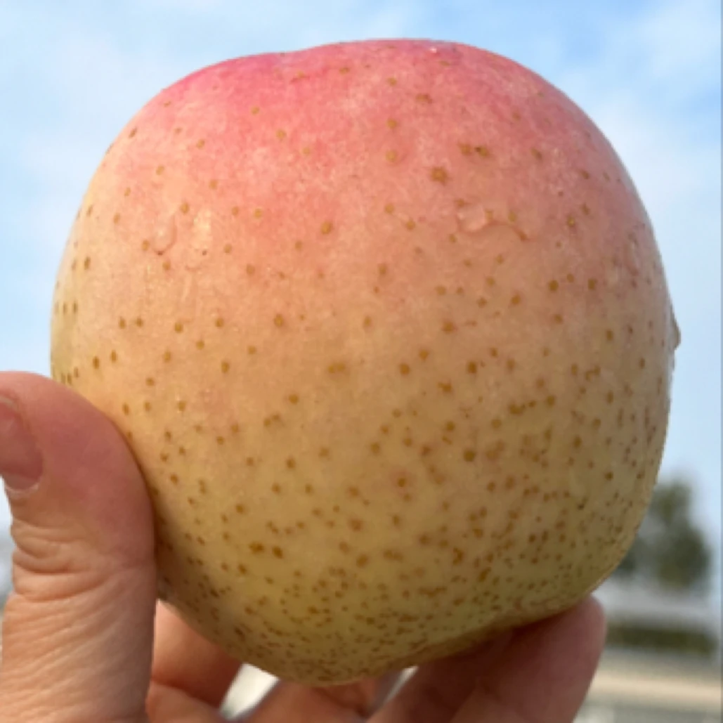 【顺丰包邮】大连王林苹果 甜脆多汁（大果）实惠装 净重 10斤