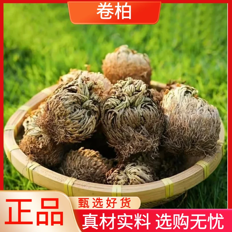 卷柏精选好货晒干卷柏野生新货老虎爪草干货散装250g500g非金钱草