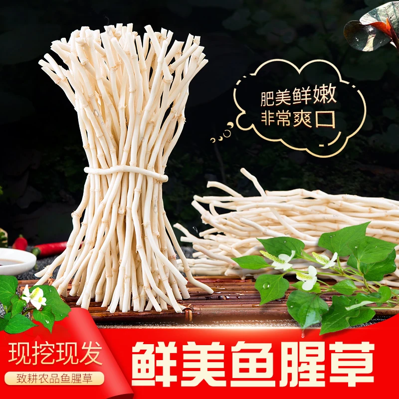1-5斤新鲜精选鱼腥草折耳根节节根挑选嫩根现挖现发湖北特产