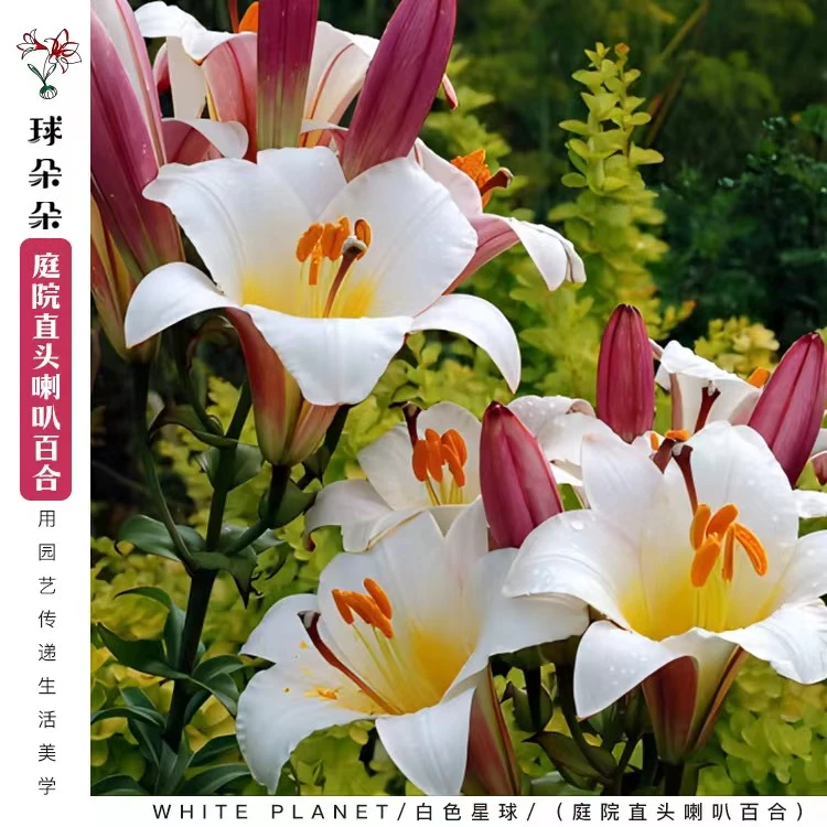 球朵朵荷兰进口百合喇叭百合抗性强易开花成活园艺种植 满29包邮