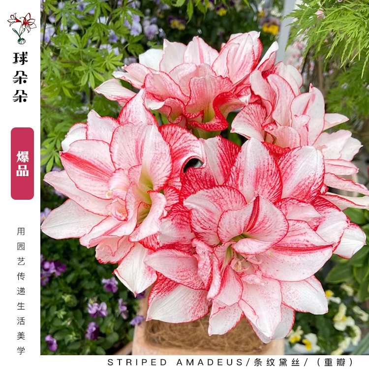 球朵朵进口朱顶红种球园艺种植大球条纹黛丝双梦粉色荣耀阳台包邮